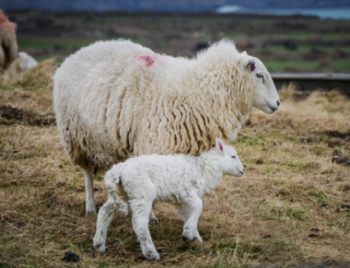 The US Has A Cloned Sheep Contraband Problem