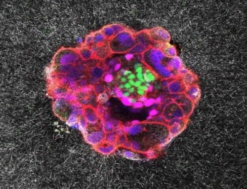 Scientists Capture First-Ever Footage of Human Embryo Implantation
