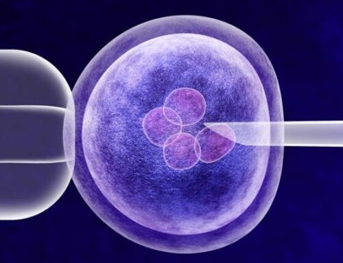 What’s Next for In Vitro Fertilization? A Discussion of Novel Transformations in the Field